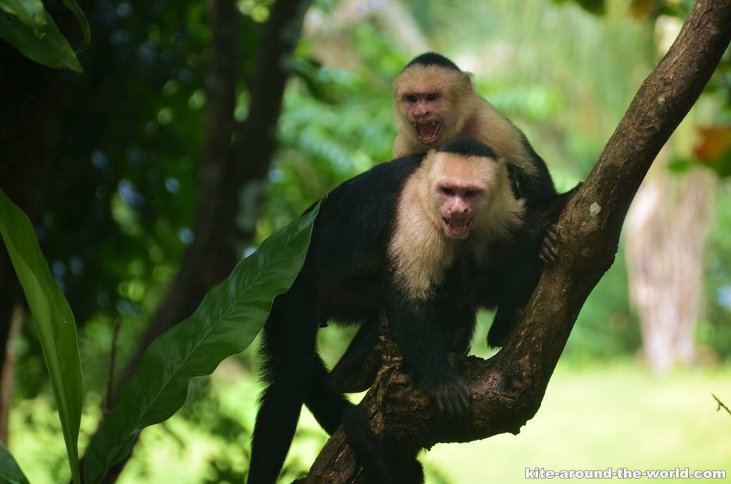 Affenbande